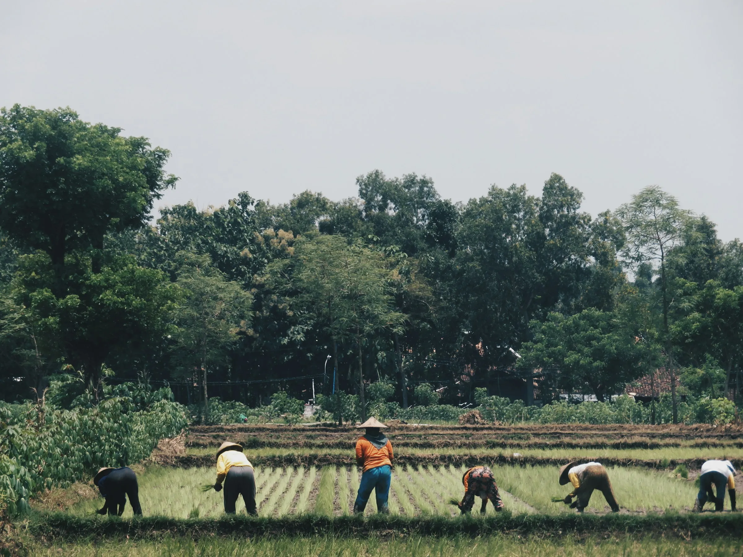 People planting rice seedlings in a green field